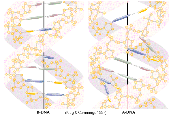 B
            vs A DNA