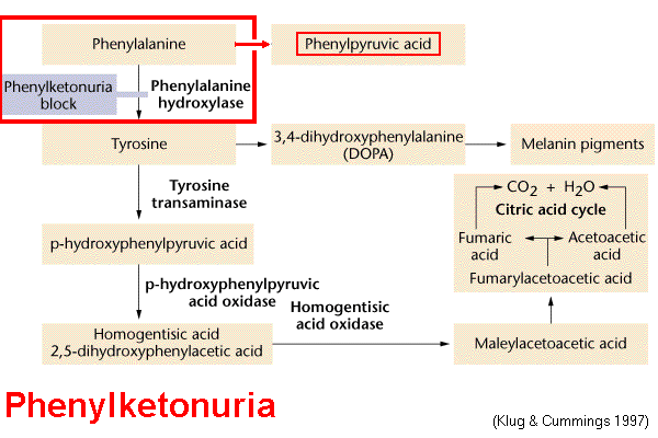 Phenylketonuria
 Phenylketonuria Disease