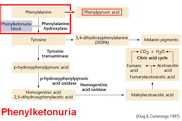 Fg13_01_PKU.gif