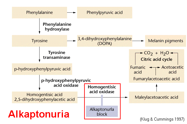 Fg13_01_alkaptonuria.gif