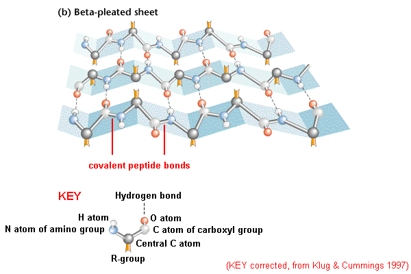 Beta Pleated Sheet Protein Structure
