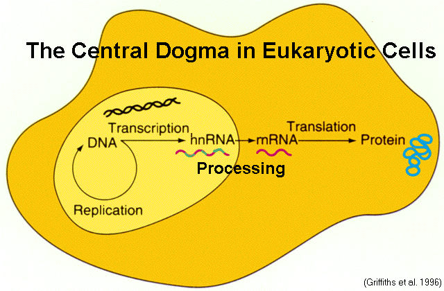 Central Dogma In Eukaryotic Cells