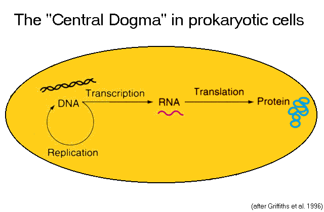 Central Dogma In Prokaryotic Cells