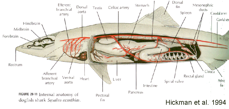 Dogfish Shark Circulatory System