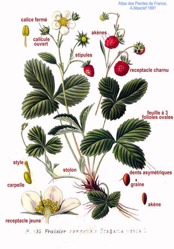 Fragaria vesca