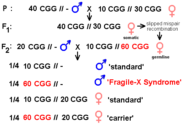 Fragile X Repeat Chart