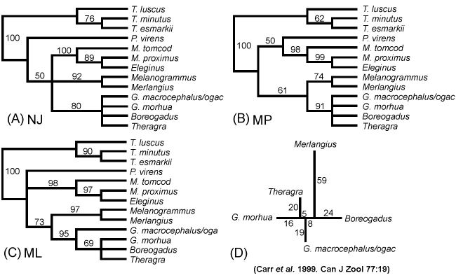 Phylogeny Reconstruction methods