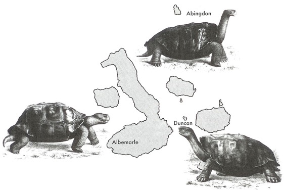 Galapagos tortoises