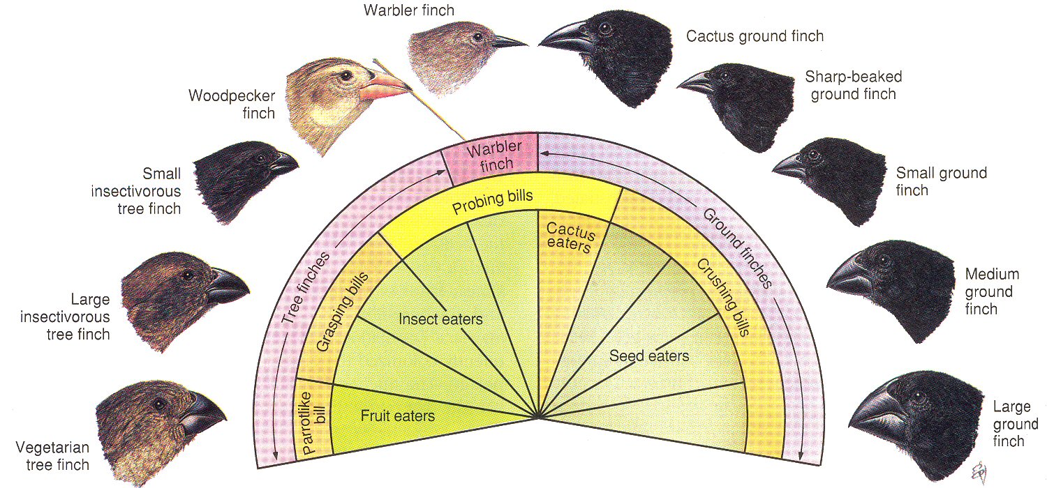 Bildergebnis für Darwin's finches