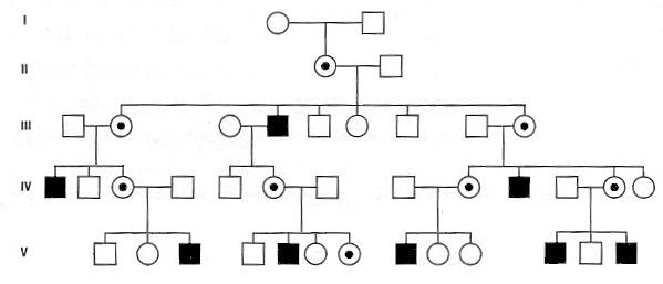 X Linked Recessive Pedigree