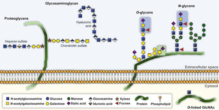 Glycosylation