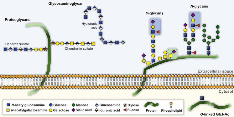 Glycosylation