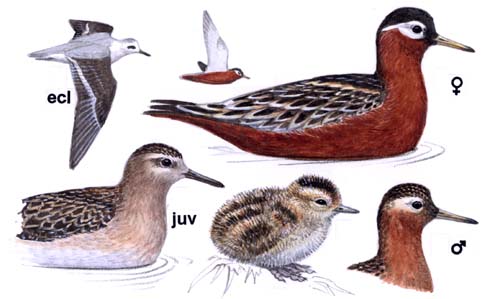 Grey
Phalarope