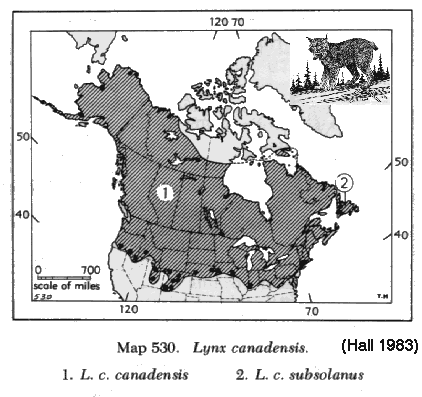 Lynx canadensis