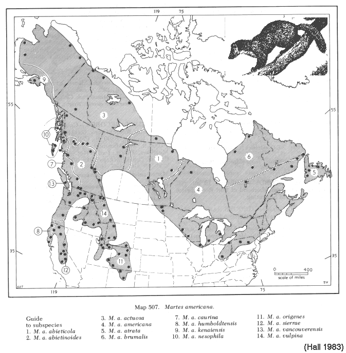 https://www.mun.ca/biology/scarr/Hall_Martes_distribution.gif