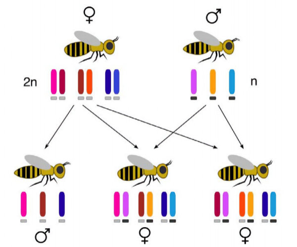 Haplo-Diploidy