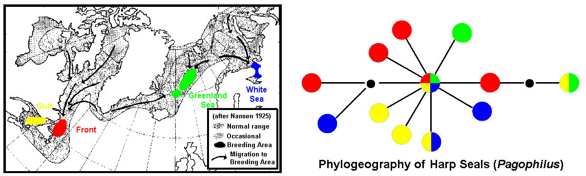 single-locus phylogeography