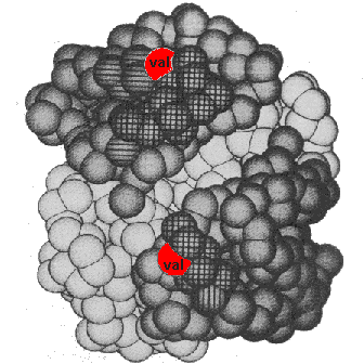 Hbs tetramer