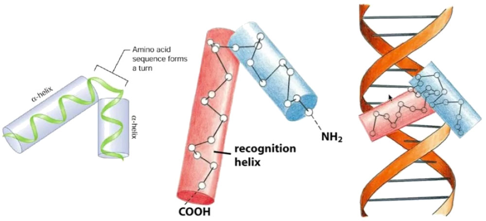 Helix-turn-Helix
            motif