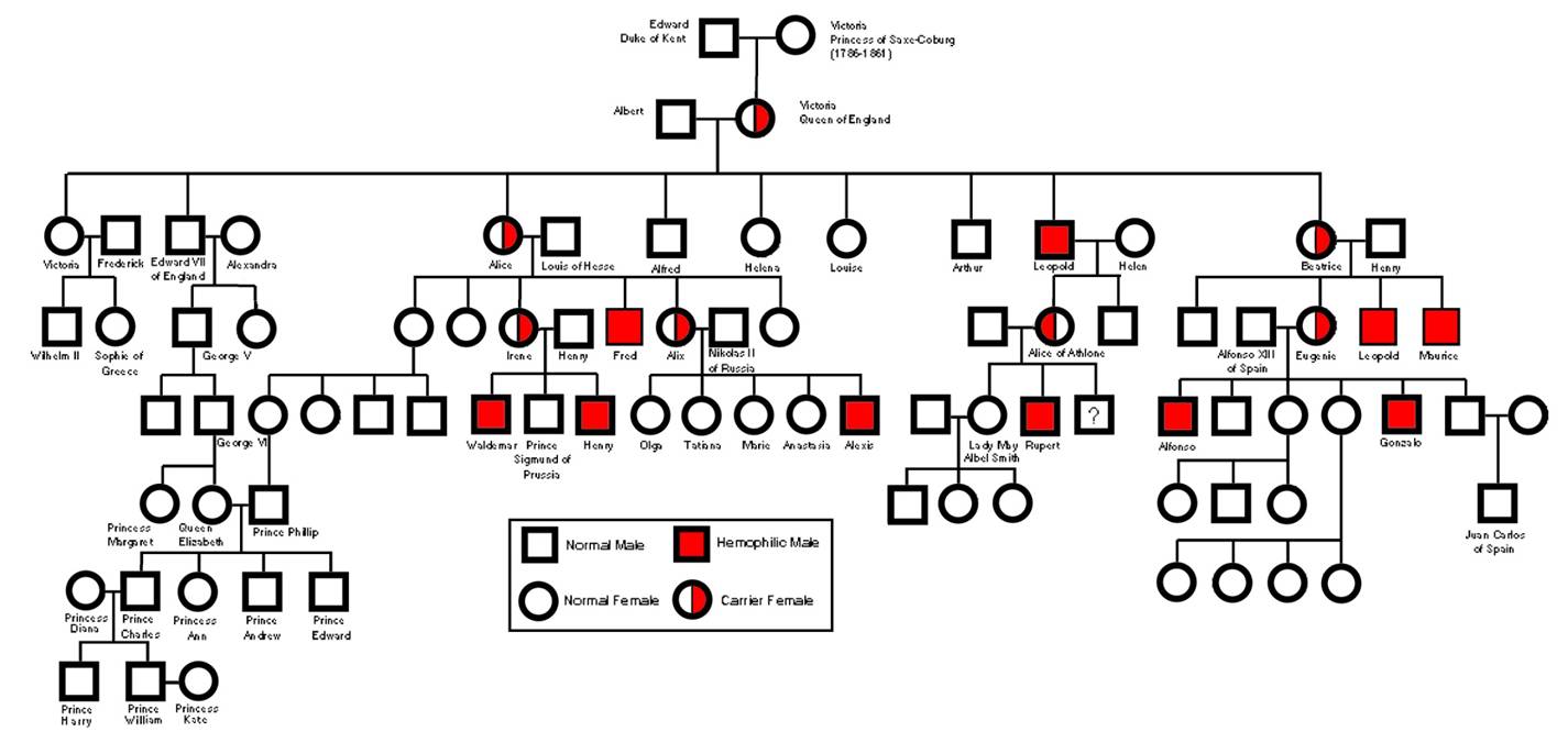 Hemophilia allele in descendants of Queen Victoria