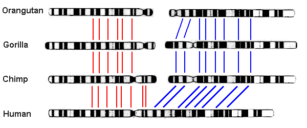 Hominid_Chromosome_3.gif