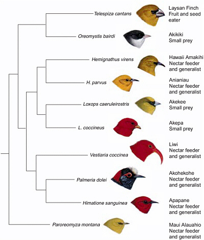 Honeycreeper phylogeny