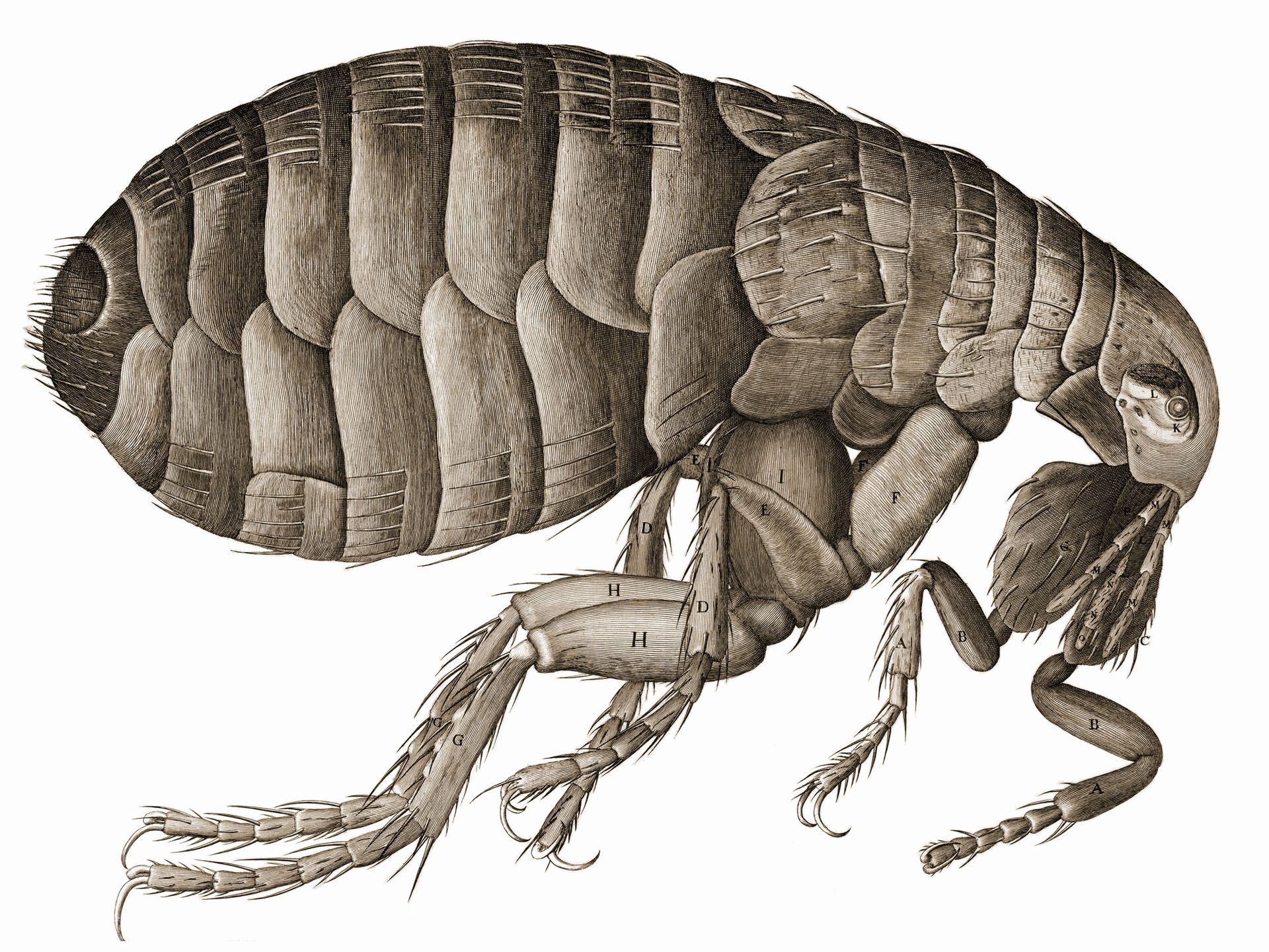 Hooke's flea
