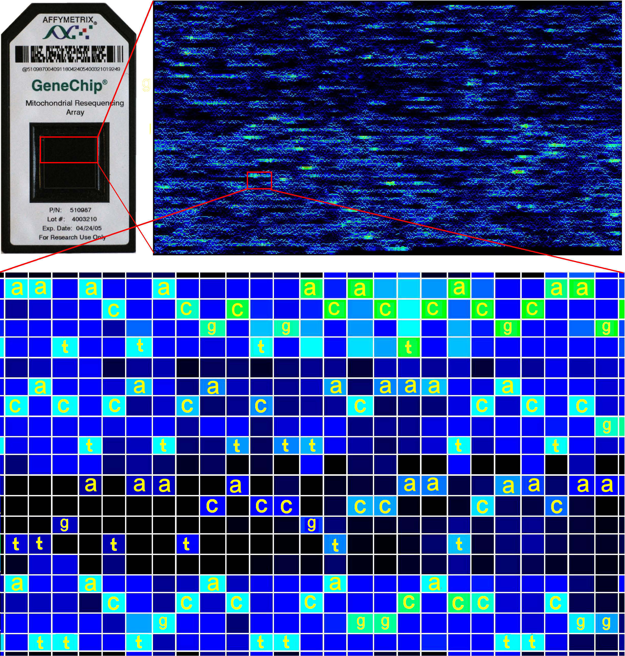 Carr et al.
              2007 Comp Biochem Physiol D, Fig. 7