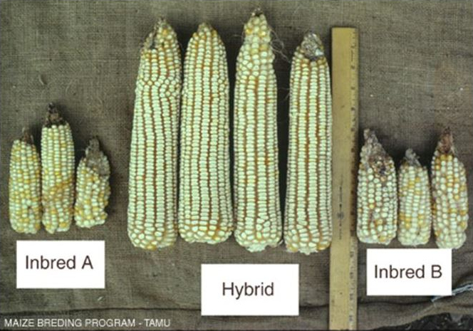 Hybrid vigor in Zea