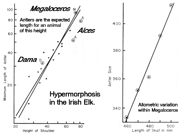 Irish Elk