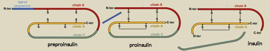 Insulin Processing