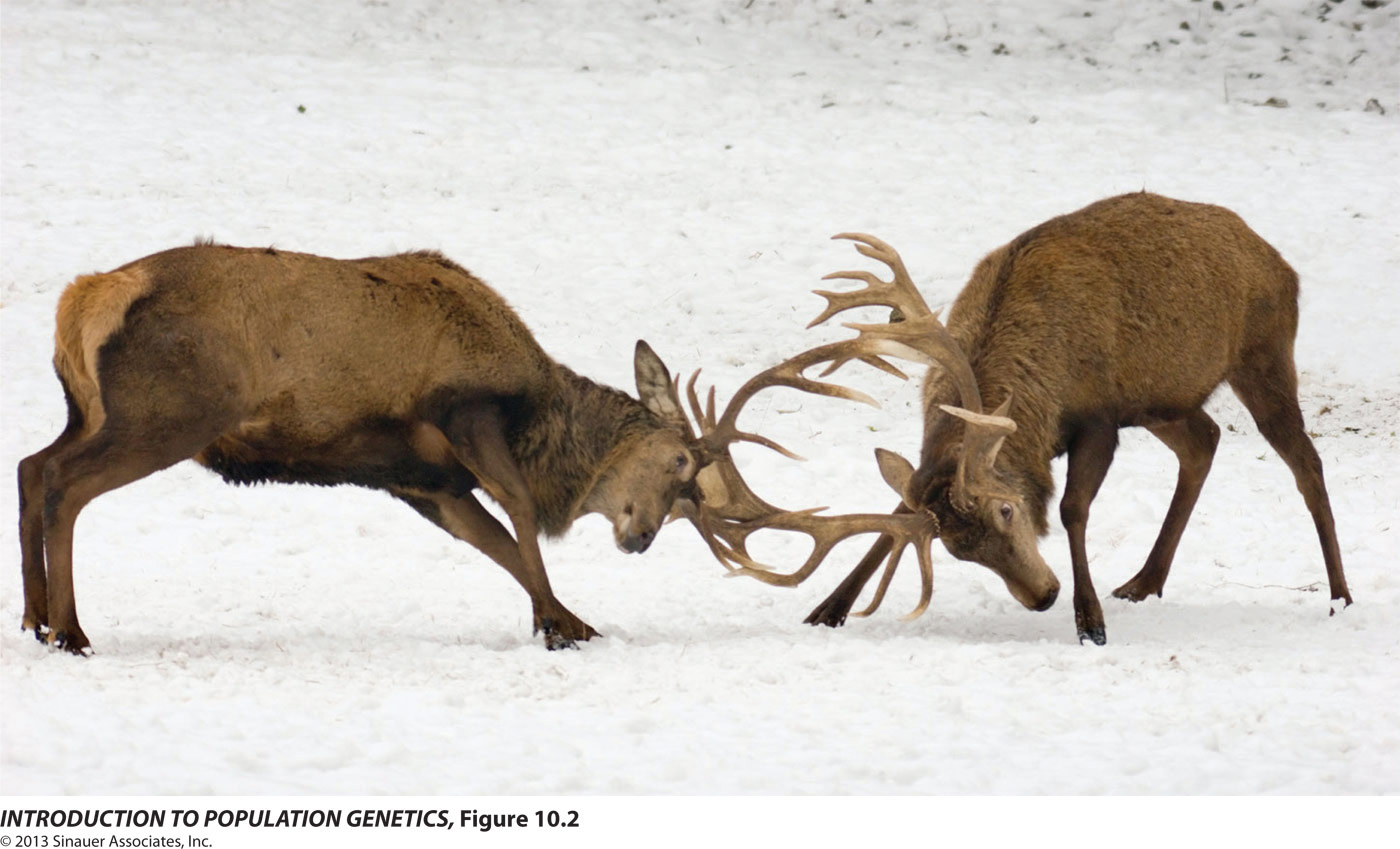 Antler combat