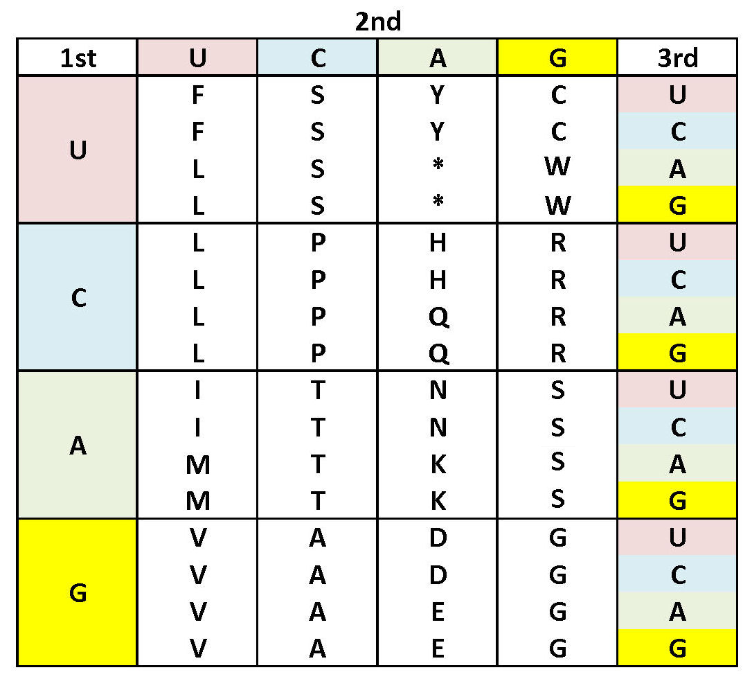 Invertebrate
                mtDNA code