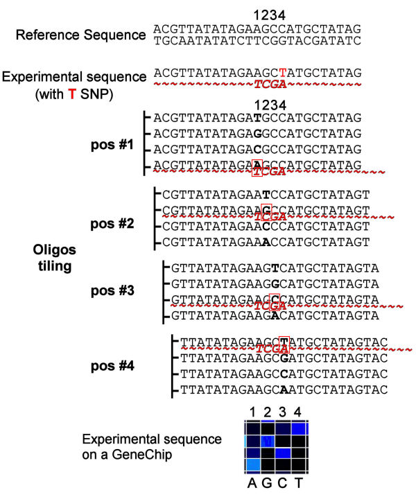 DNA re-sequencing
                  experiment