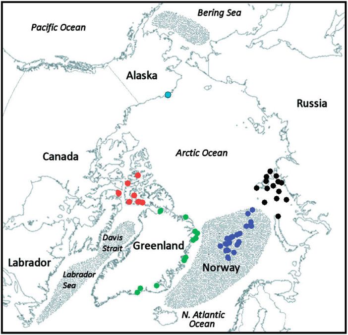 Ivory Gull
distribution