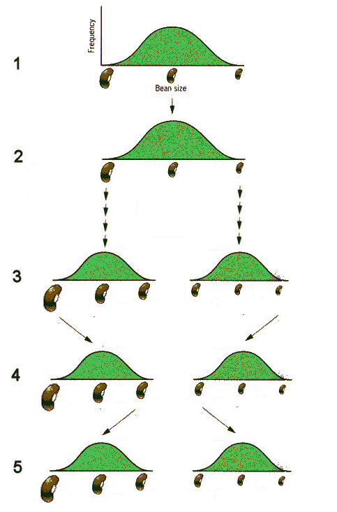 Johannsen's
        bean experiment