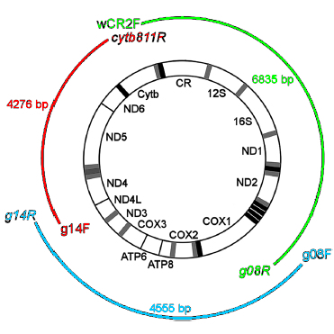 Johnstone et
al. 2007 Fig 2