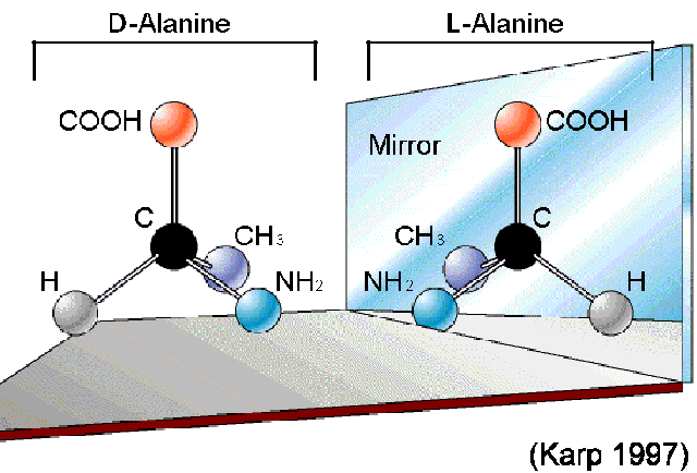 Stereisomers
        of Alanine