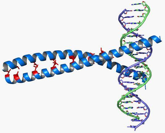 Leucine Zipper