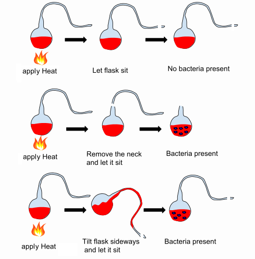 Pasteur Swan-Neck
        experiment