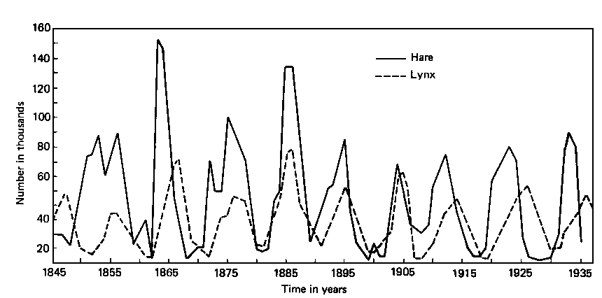 Lynx - Hare cycle