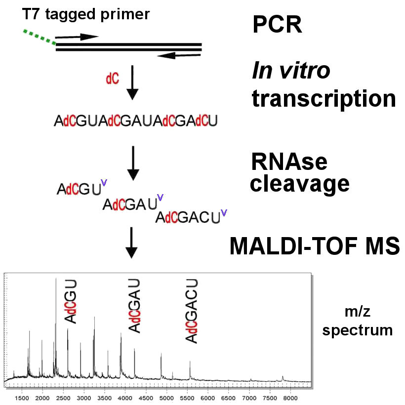 MALDI-TOF sequencing