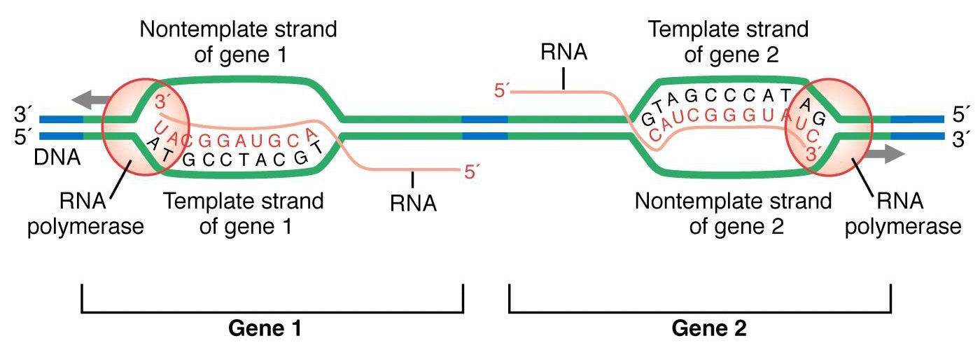 Transcription