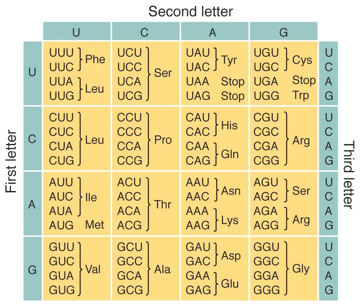 How To Use The Universal Genetic Code Chart