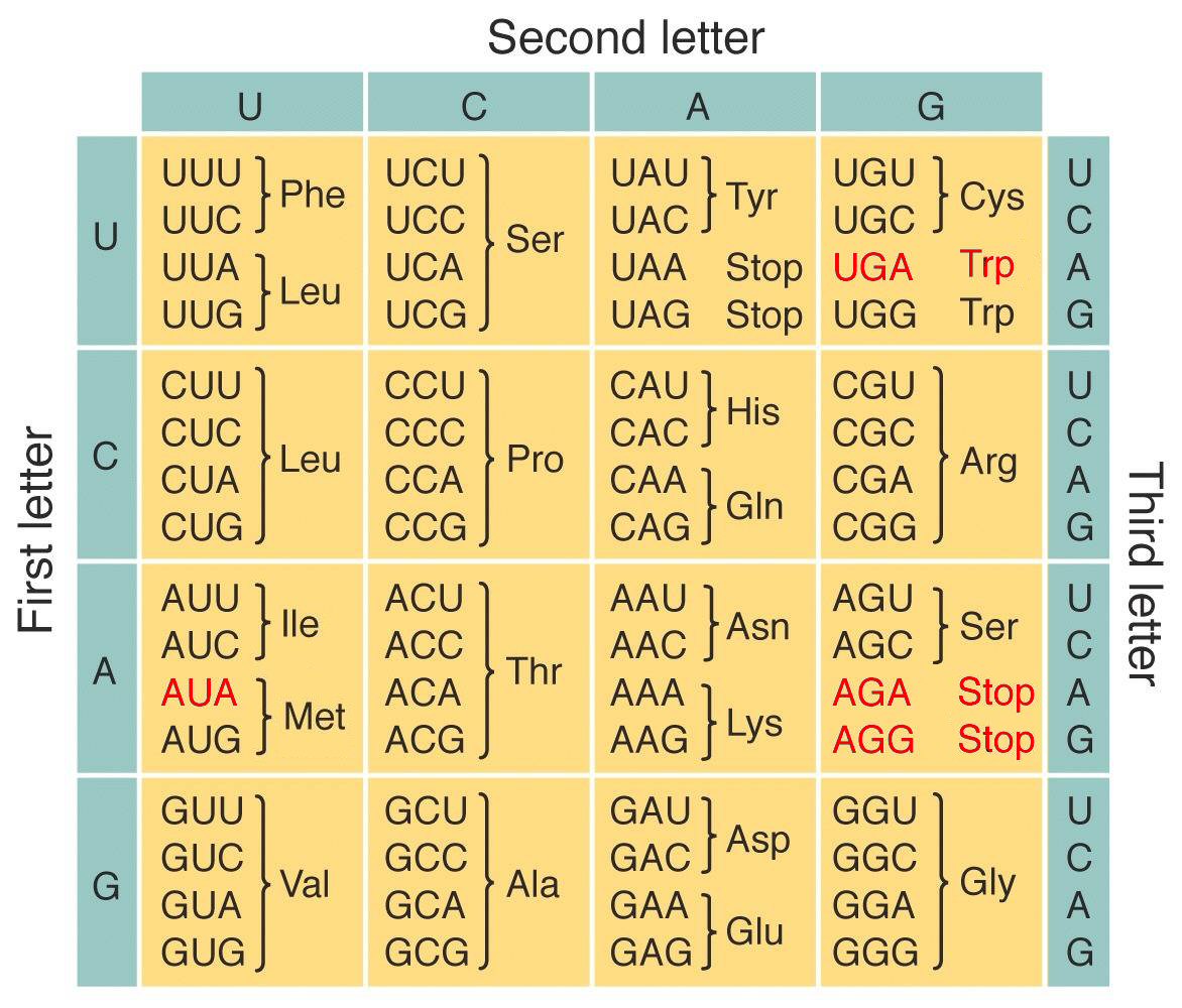 Codon Table