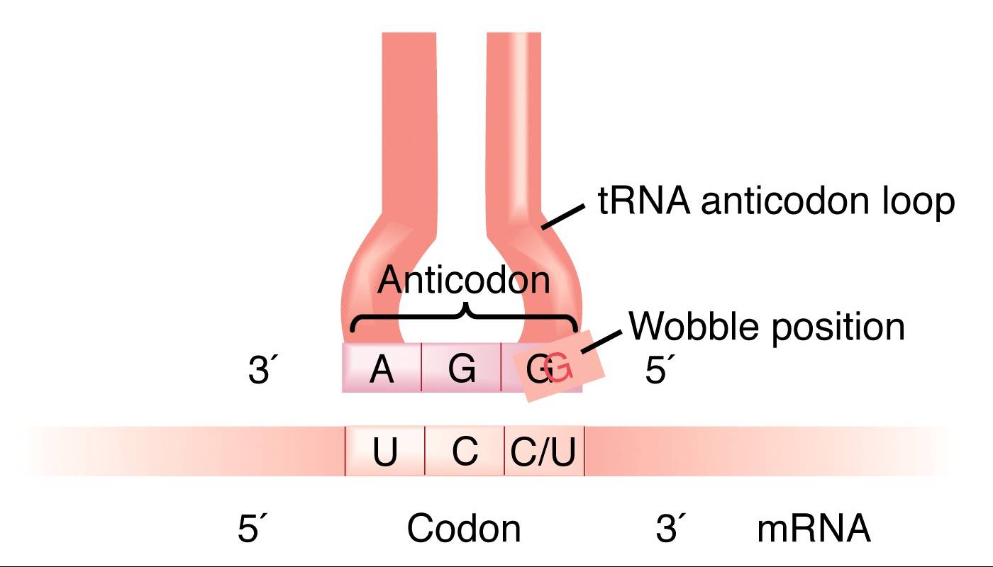 Trna Anticodon Chart