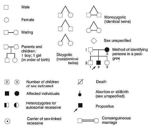 Pedigree Chart Symbols Used