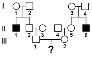 Pedigree and genotypes. All three affected siblings are