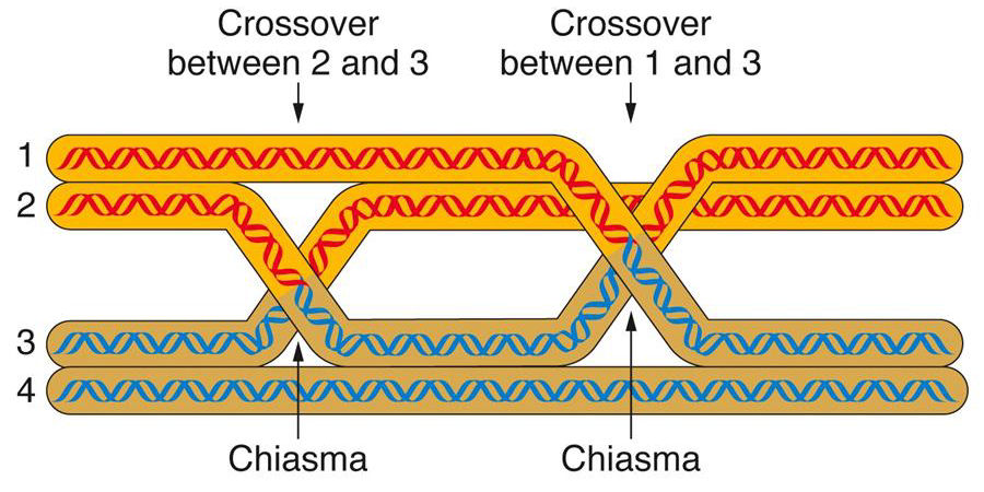 Double recombination
event