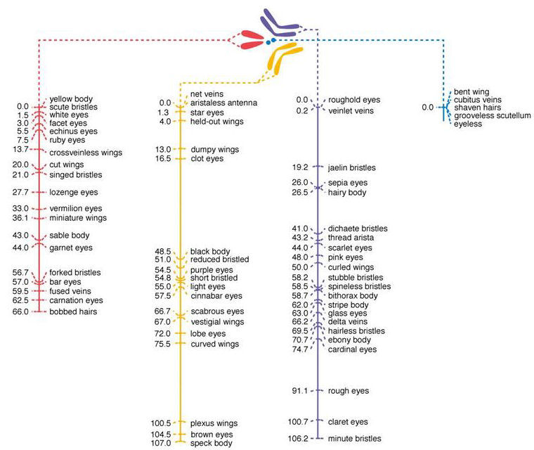 Drosophila map